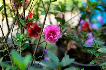 pink flowers in the garden