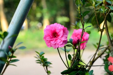 pink flower in the garden