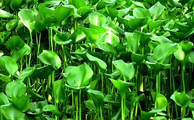 green leaves background