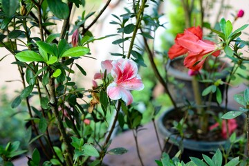 flowers in the garden