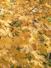 Autumn yellow maple leaves background. Yellow tree nature composition