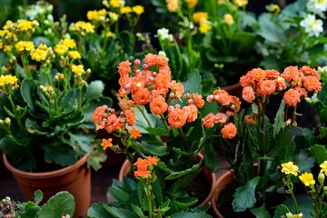tulips in the garden