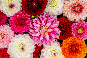 Colorful dahlia flowers, wallpaper backdrop. Red white Dahlia flowers with rain drops, top view...