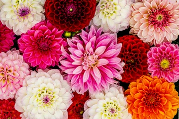 Tuinposter Colorful dahlia flowers, wallpaper backdrop. Red white Dahlia flowers with rain drops, top view wallpaper background. Blossoming dalias bloom © nnattalli