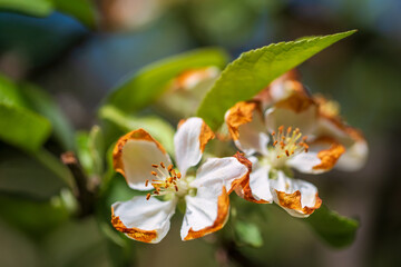 Apple blossom in a close up view on blurred background.
