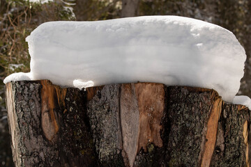 A patch of snow in winter on a tree stump from fallen tree in the forest