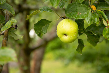Rain drops on green apples on tree branch