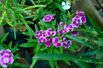 pink flowers in the garden