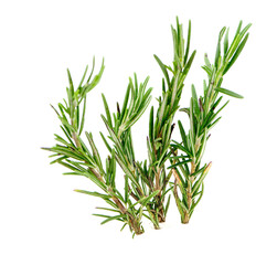 Rosemary isolated on white background