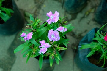 pink flowers in the garden