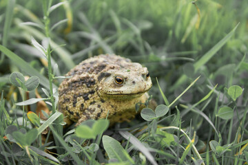 Common toad or a European toad repose in green grass . Face portrait of large amphibian in the nature habitat