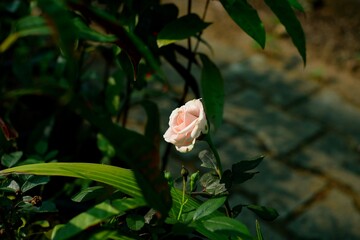 pink rose flower