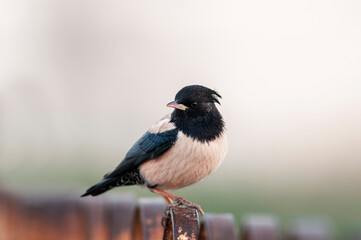 Rosy Starling, Pastor roseus at Jamnagar, Gujarat, India
