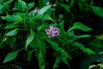 pink and white flower