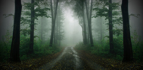 road in green forest with fog, high res forest panorama