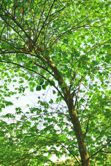 green leaves background