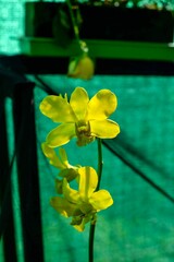 yellow flower on the wall