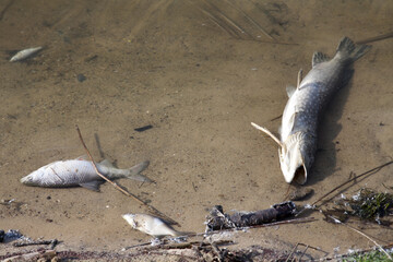 martwe ryby na brzegu jeziora