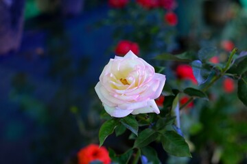 pink rose in garden