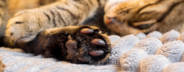A red tabby cat with green eyes lies on a gray plaid. The background is blurred. Close-up muzzle, paw foot extended forward