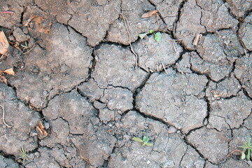 dry cracked earth