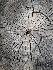 Old wood stump texture 
