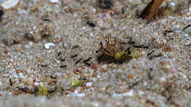 Little black ants drag a fly across the sand.
