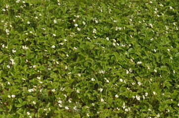 wild strawberries blooming in spring