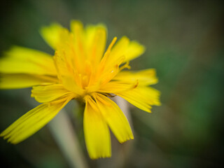Macro photography of wild plants