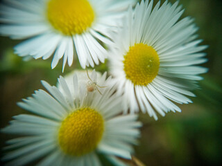 Macro photography of wild plants