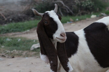 Naklejka na ściany i meble goat a lovely animal goat is a domestic dairy animal