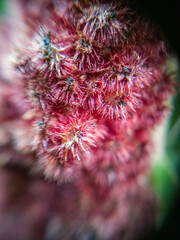 Macro photography of wild plants