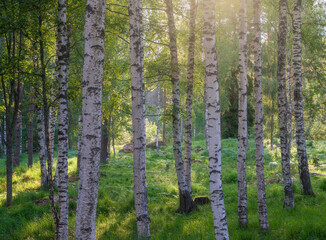 Scenic forest landscape with beautiful sunlight through to forest at summer evening in Finland