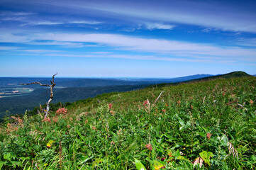 野の花の咲く茂みと青空。北海道。
A refreshing scenery of wildflowers meadow and blue sky.
