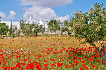 Red poppies flowers, olive trees and yellow wheat field with ancient trulli houses in Puglia, Italy