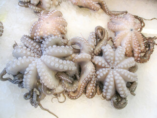 Seafood, Mediterranean raw octopus in a fish market