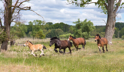Naklejka na ściany i meble Herd of draft horses running on the meadows.
