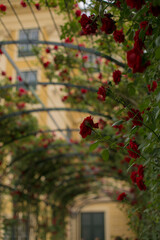 closeup red roses in a garden