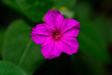 pink flower in the garden