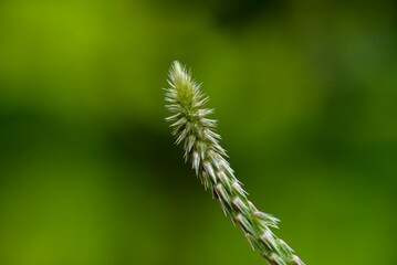close up of wheat ears