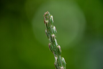 dew on grass