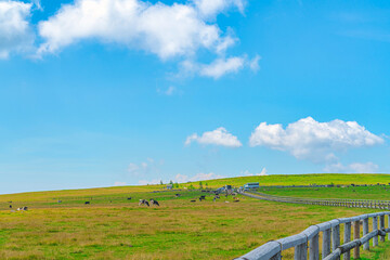 Fototapeta premium 【長野県 美ヶ原】雲上の高原風景
