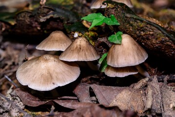 mushrooms in the forest