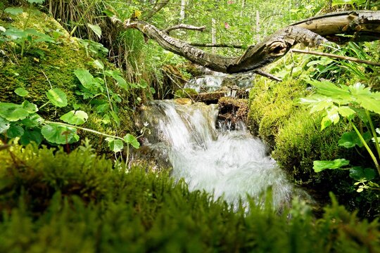 Bach im Wald