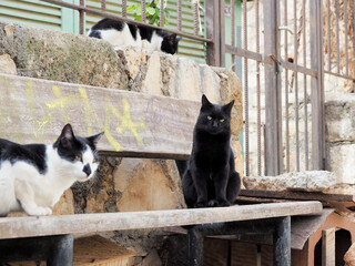 Greece Crete island chania town free cats