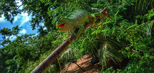 Green lizard on a tree