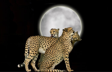 cheetah animal wildlife predator 