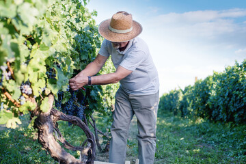 Senior man works in a vineyard