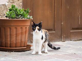 Greece Crete island chania town kitty