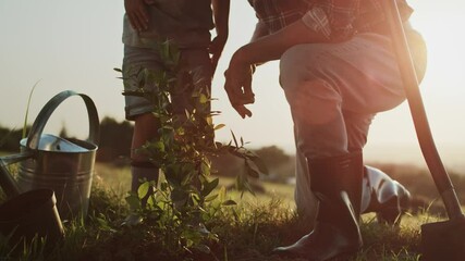 Video of grandfather and grandson planting a tree at sunset. Shot with RED helium camera in 8K.